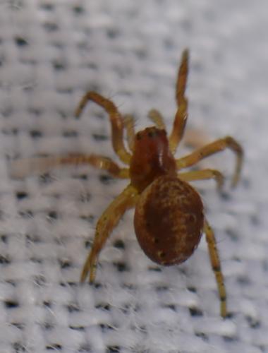 Araniella sp.